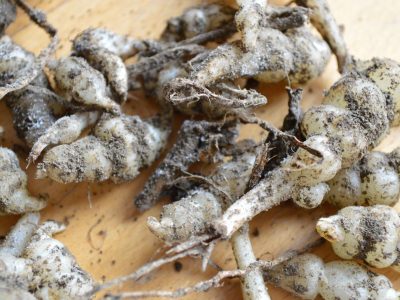 Stachys-neu