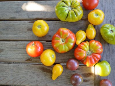 Tomaten-neu Tomaten-neu