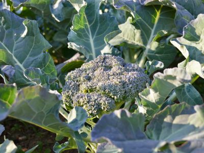 Broccoli-1